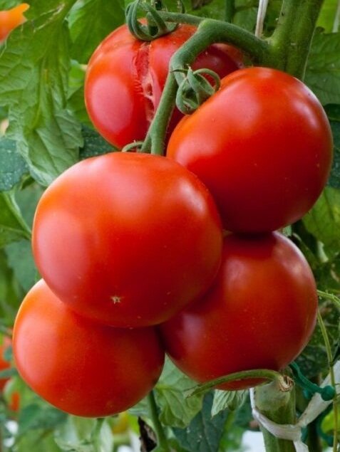 Яндекс. Картинки