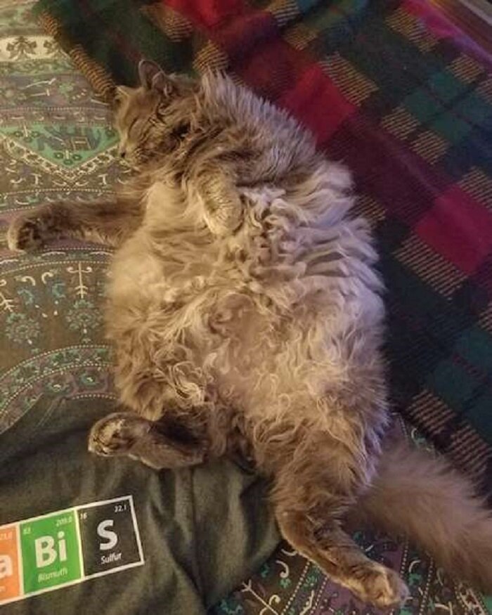 Рэкс. Источник фото: fb.ru