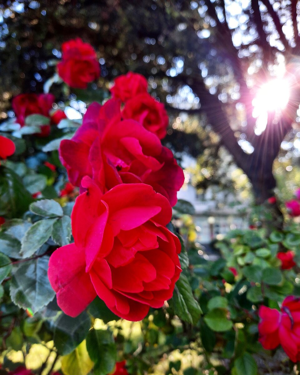 Ялтинские розы. Фото из личного архива, июнь 2020.