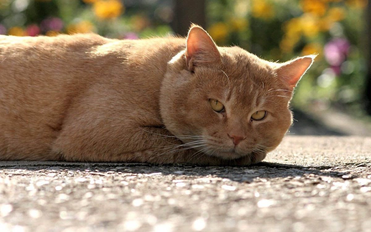 Эти животные очень своенравные и независимые, у каждой свой темперамент. Но есть породы, которые отличаются покладистым, добродушным и милым нравом. Это, например, манчкин, шотландская вислоухая, русская голубая, рэгдолл. Если кошку любят, не обижают, она будет добродушной и приветливой.