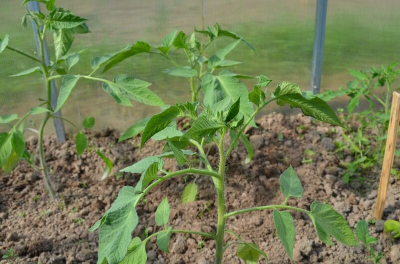 Томаты прижились, теперь нужно подвязывать томаты.