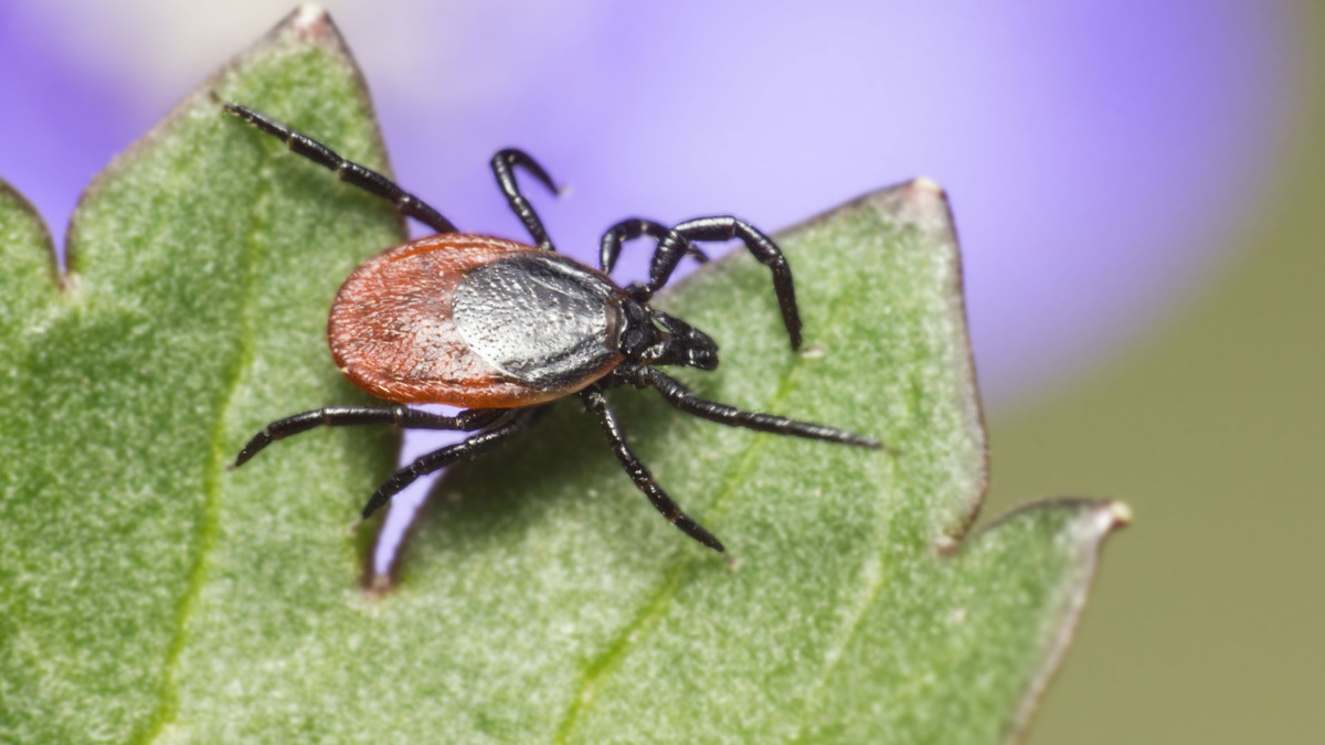 борьба с клещами