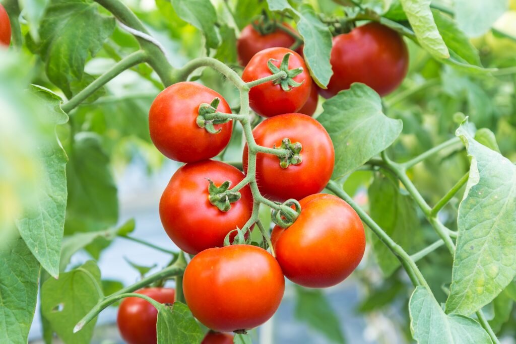 Зачем удалять листья у томатов