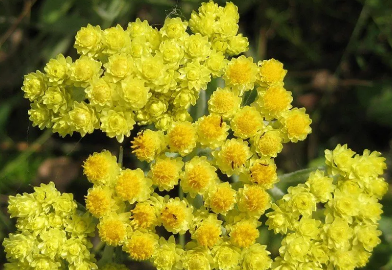 Бессмертник