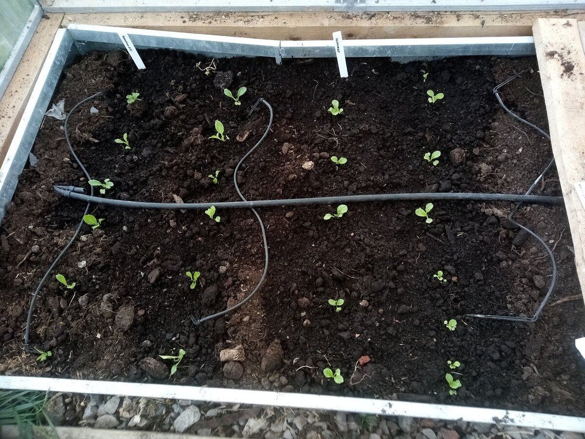 Пекинская капуста  в середине мая