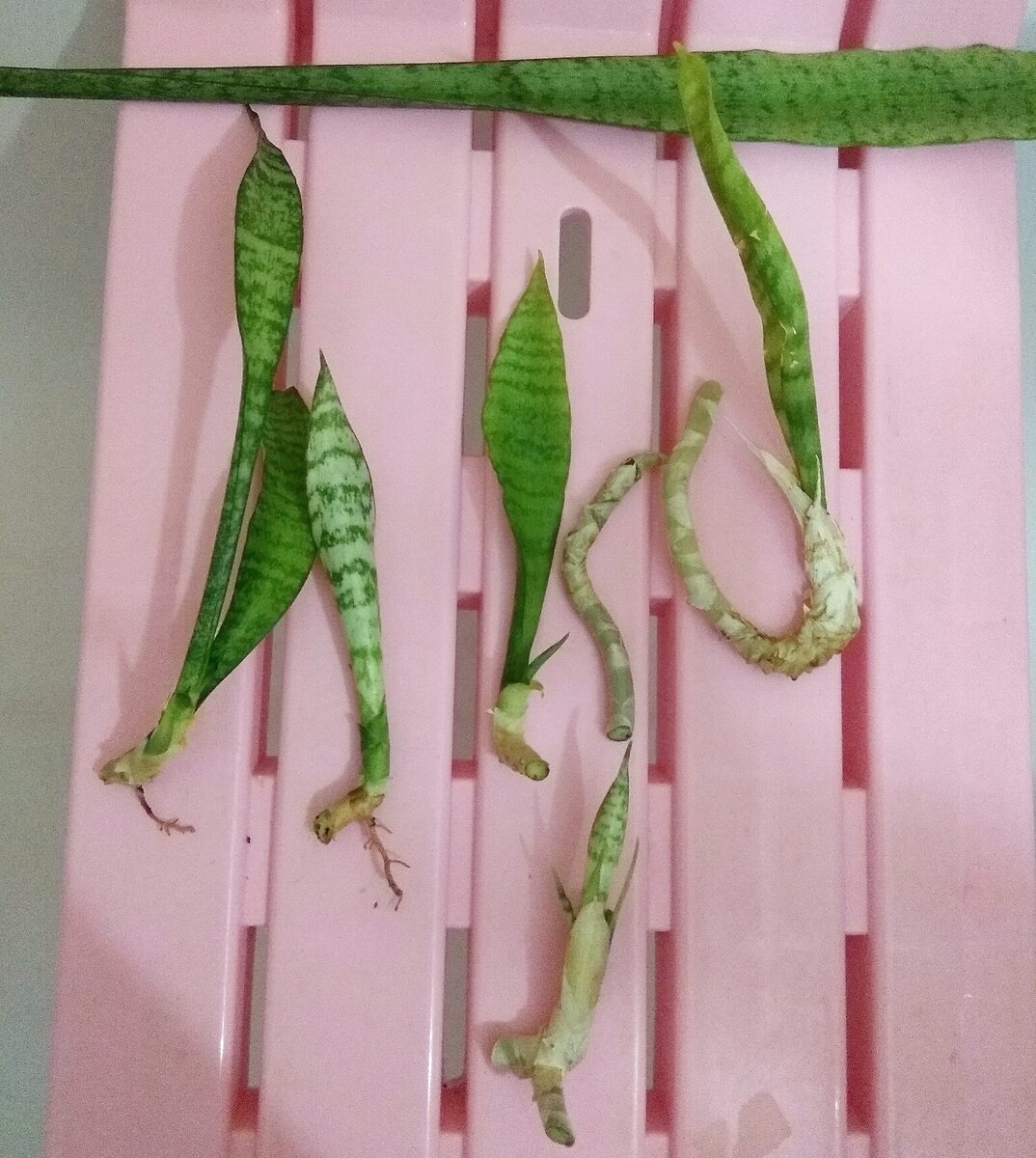 Лист и отделенные молодые побеги для размножения