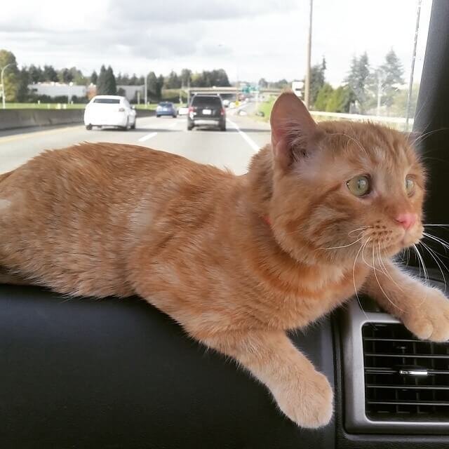 Бенбен едет домой. Источник фото: https://www.instagram.com/benbencatcat