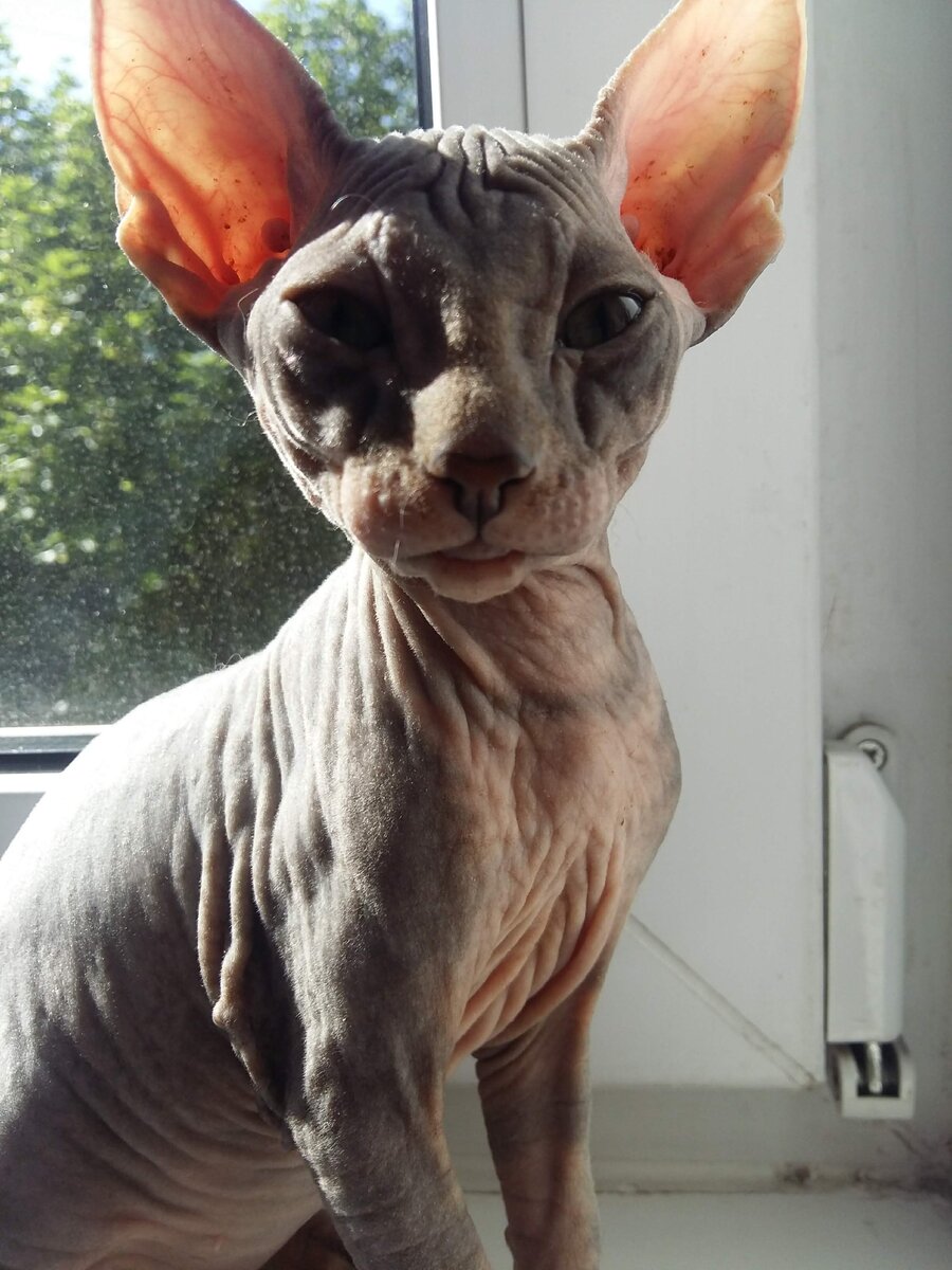 Брутальный мальчик (Донской Сфинкс)