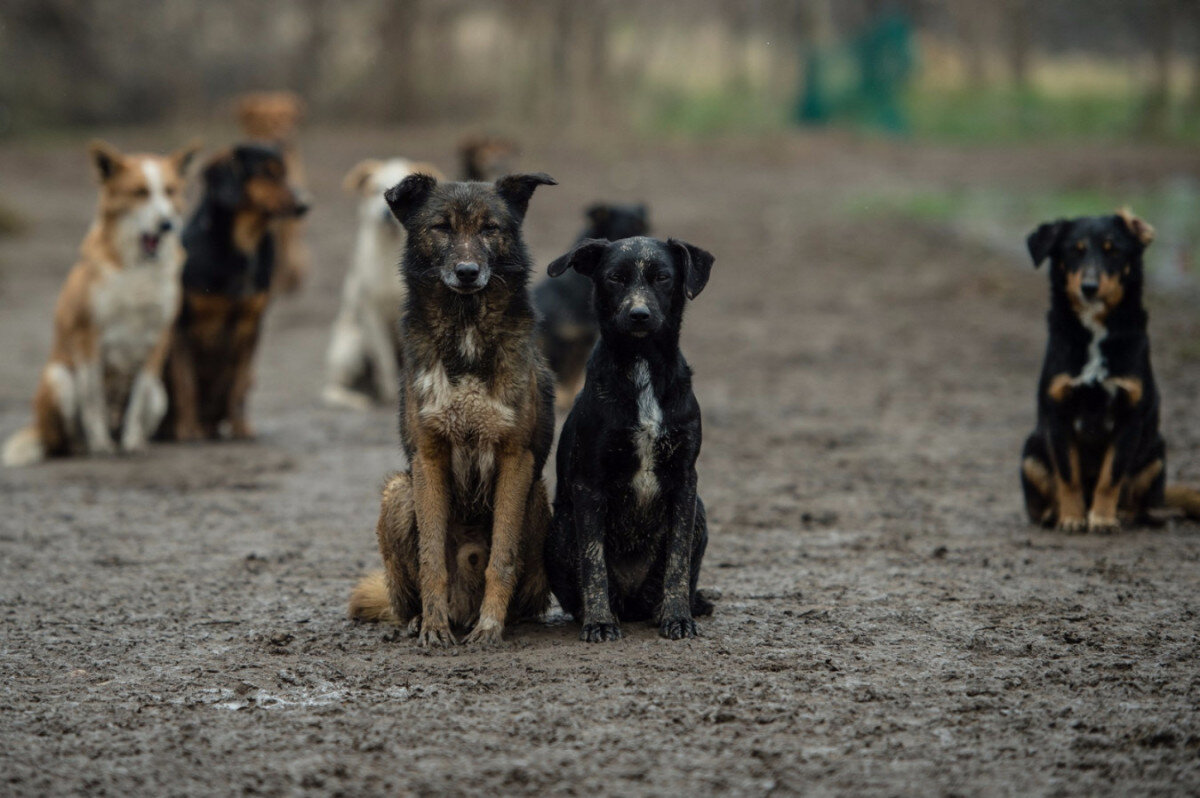 стаи бродячих собак просто оккупировали город