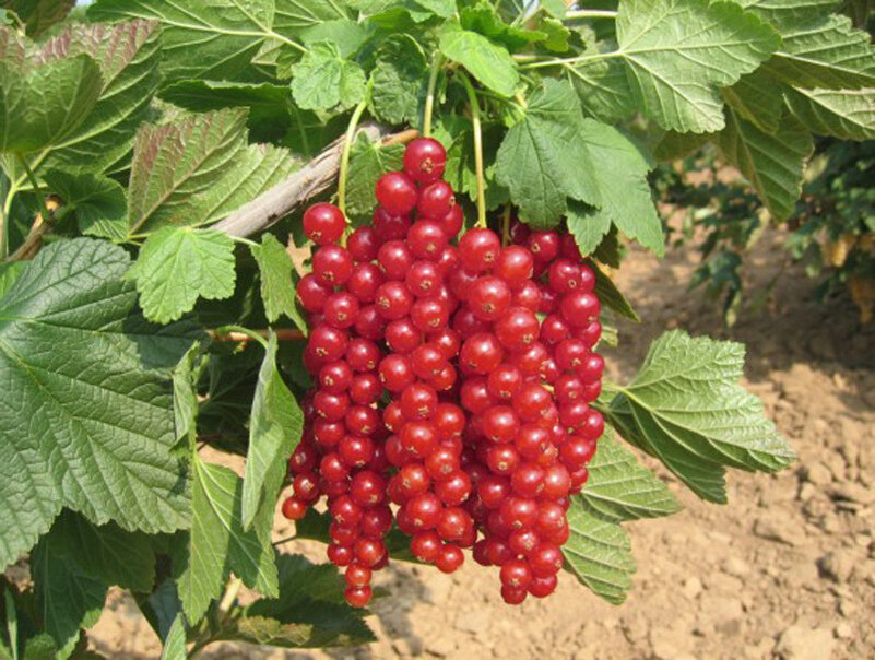 Яндекс картинка.