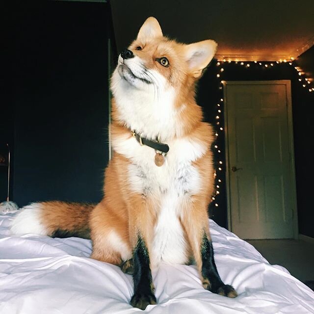 Лиса. Семейство: псовые.