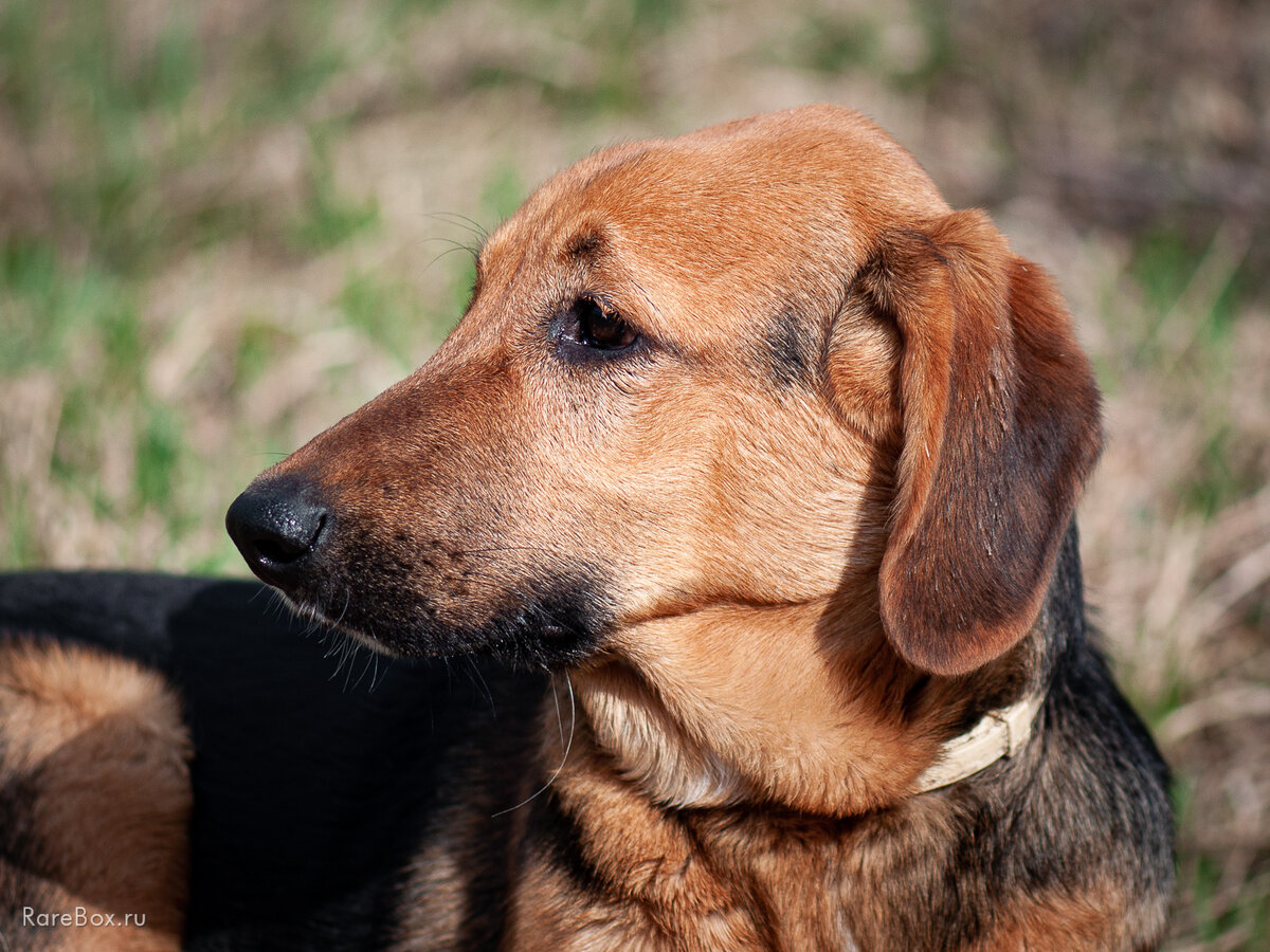 Жорик, собака из можайского приюта. Фотография авторская.