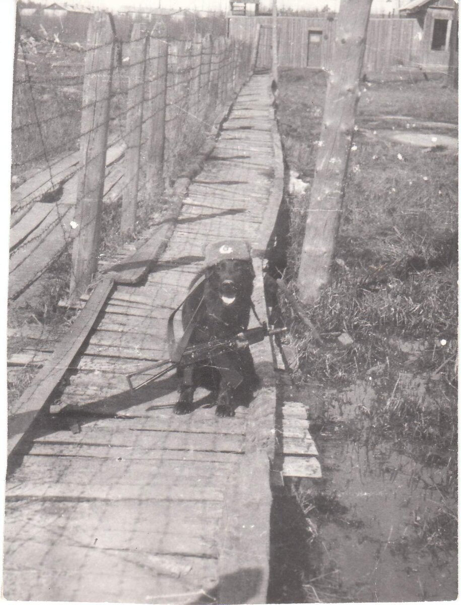 Тропа наряда на одном из охраняемых объектов в/ч 6545. Шутливое фото собаки. Картинка взята из открытых источников интернета. Может публиковаться в различных социальных сетях.