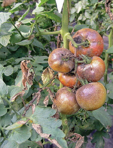 Вы же не хотите, чтобы ваши томаты выглядели так?