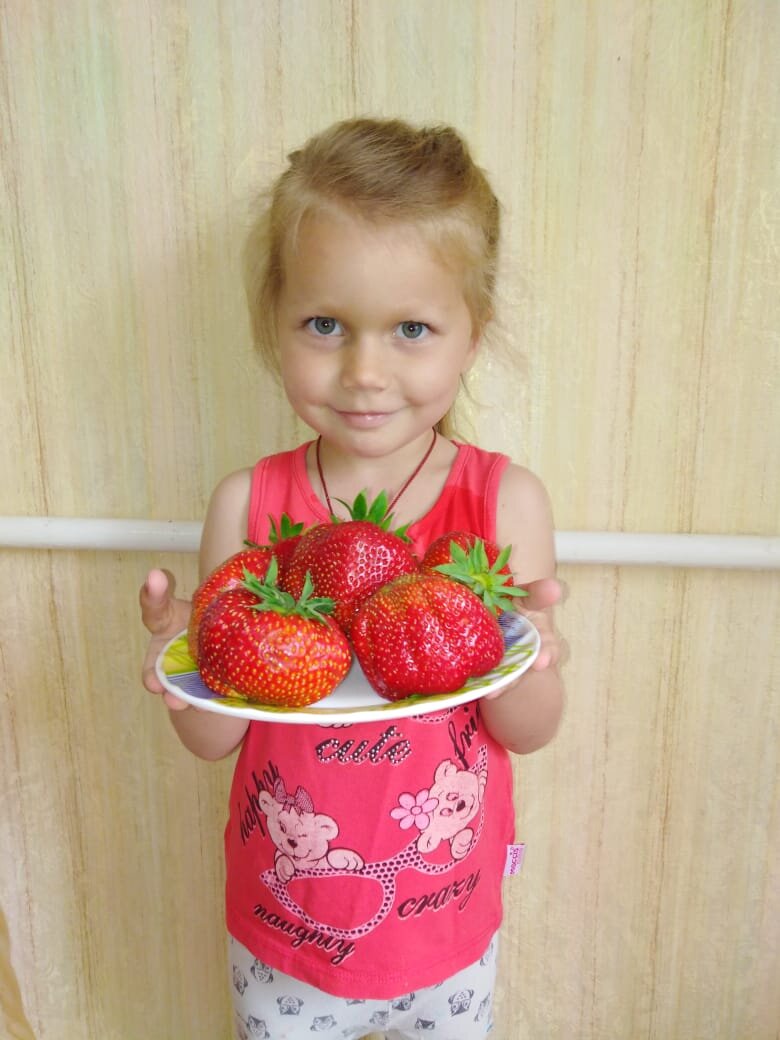 Собственное фото автора. Внучке 4 годика, а на тарелке клубника сорта Шнайдер. Как говорится не фотошоп).