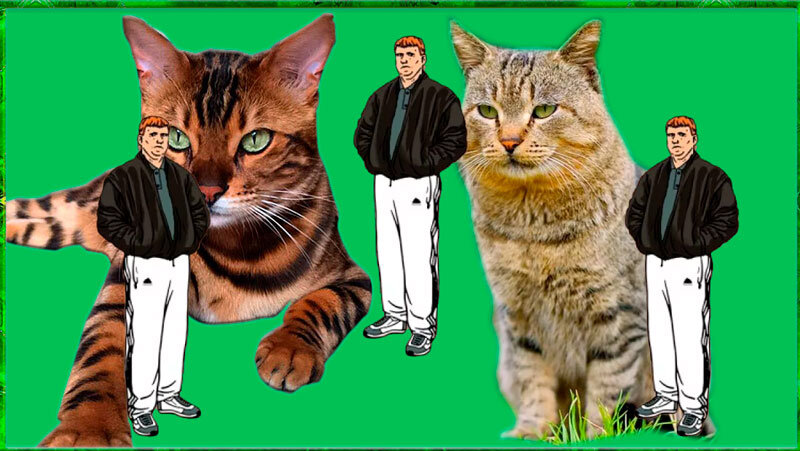 Коты и Васи