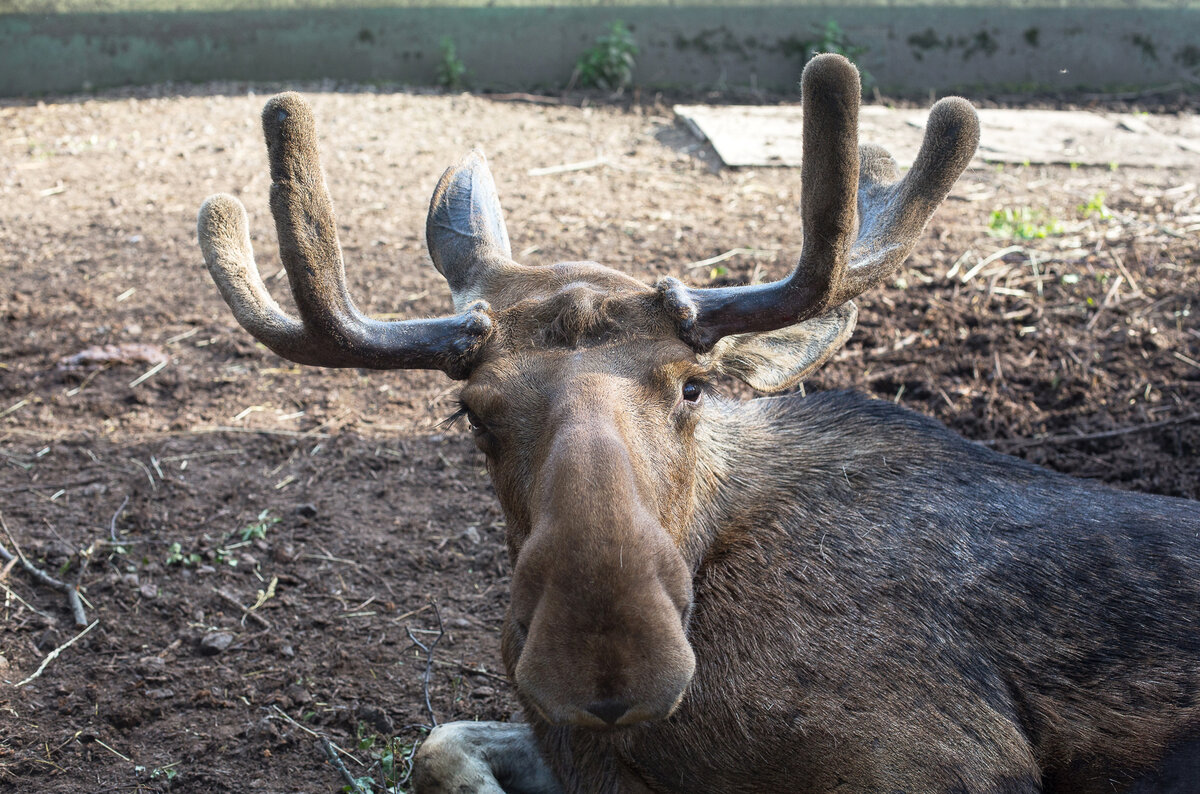 Лось Добрыня в Российском Карантинном Центре диких животных "Велес". Ленинградская область 