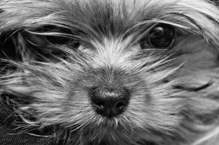 Йоркширский терьер Джеки