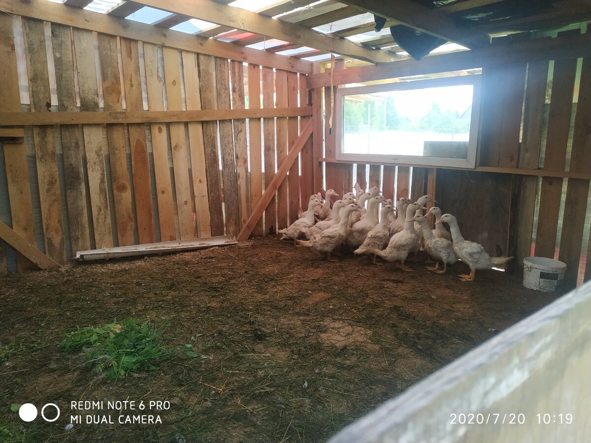 только заглянула в сарай и вот