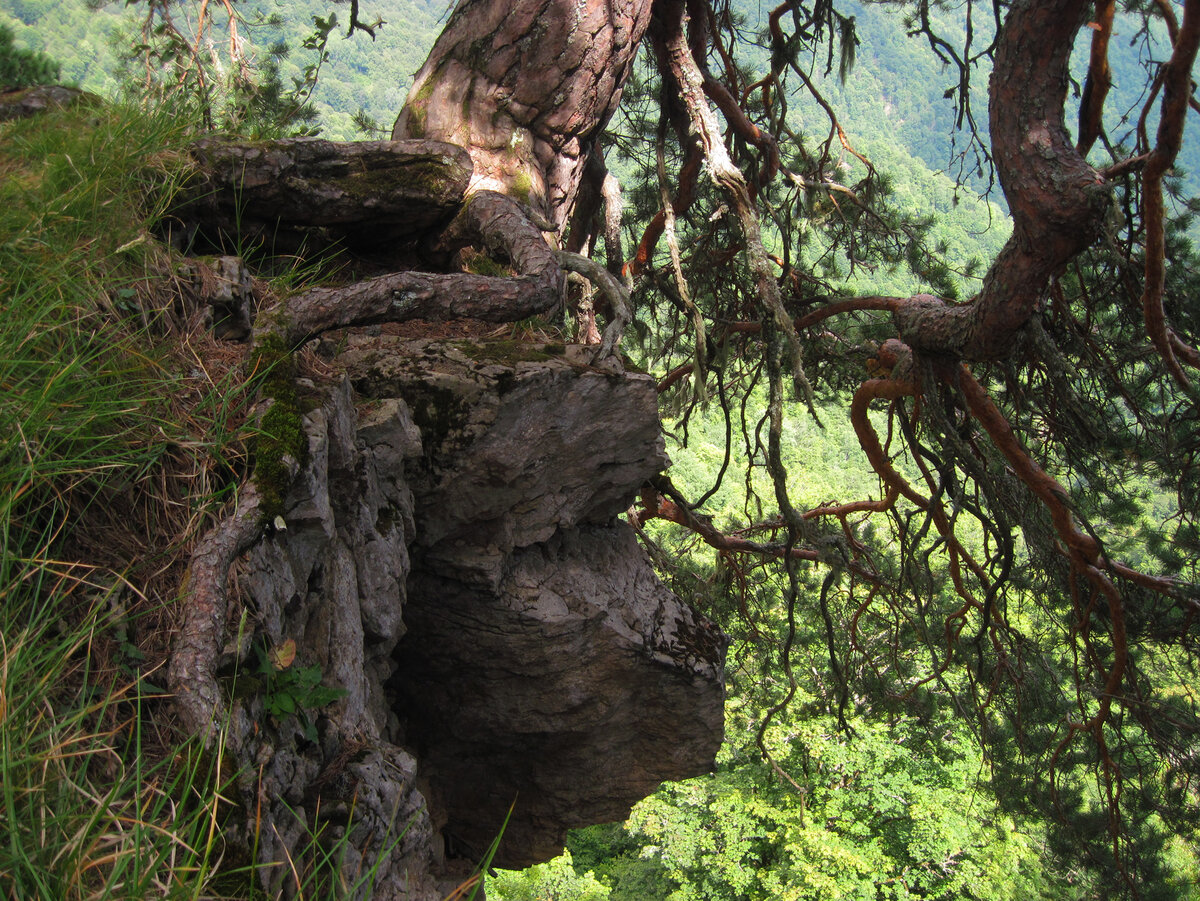 Сосна над обрывом. Здесь и далее фото автора.