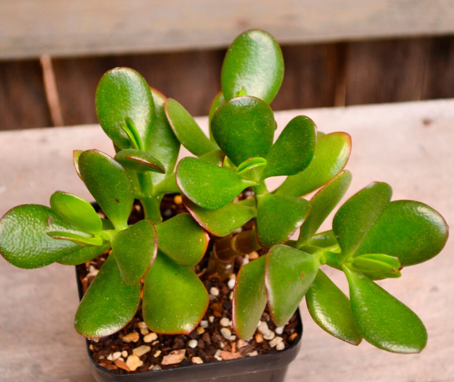 Источник фото: cvetochki-yaroslavl.ru