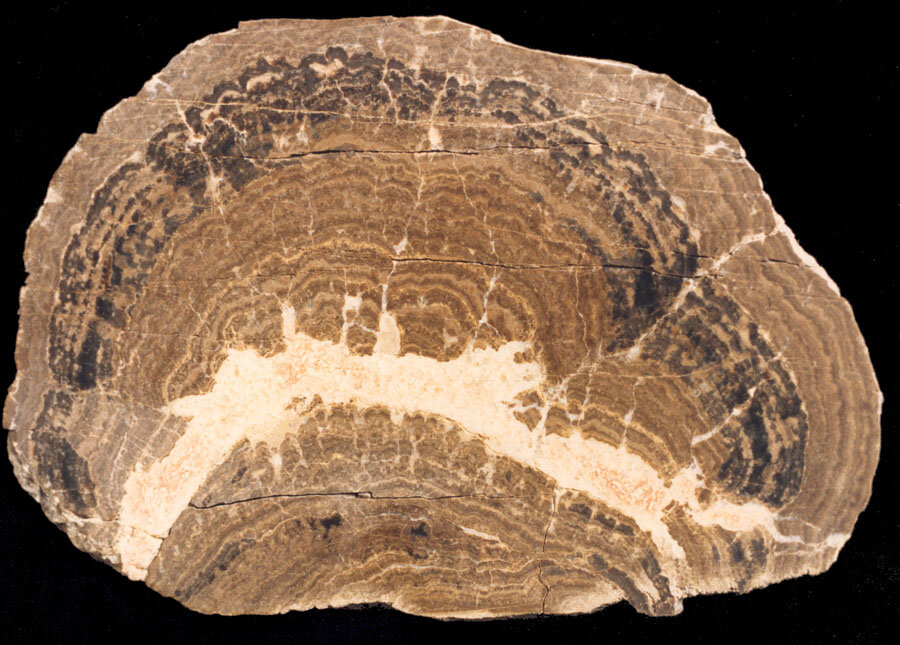 Строматолиты, окаменелости цианобактериальных" водорослевых " матов, встречаются в породах, относящихся к раннему Докембрию.