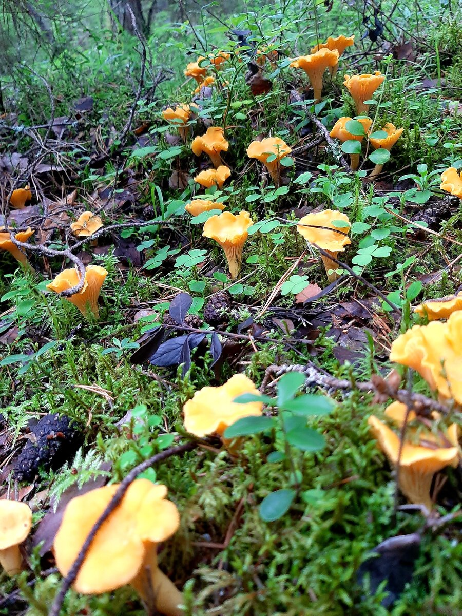 Вологодская обл. 1 августа 2020год.