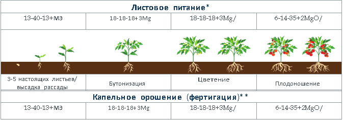 Томат катя схема посадки