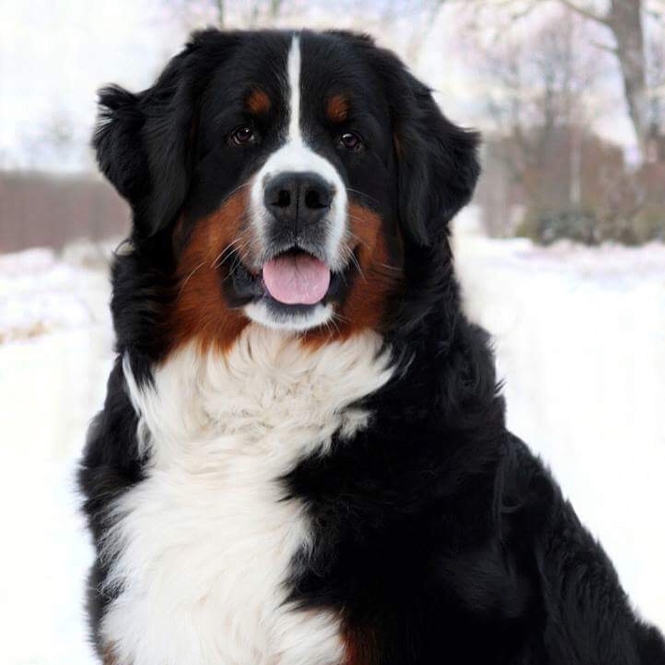 Первая собака Дана