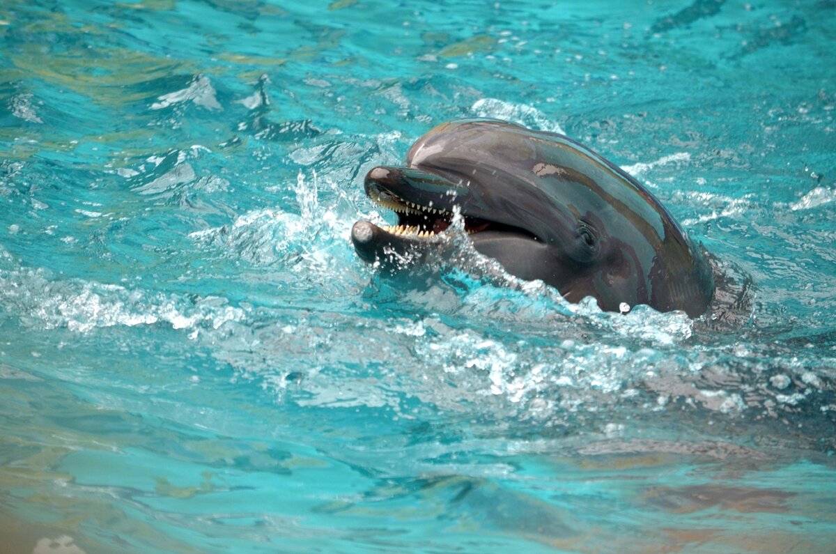 Дельфин. Не совсем робо-дельфин, но тоже дельфин...