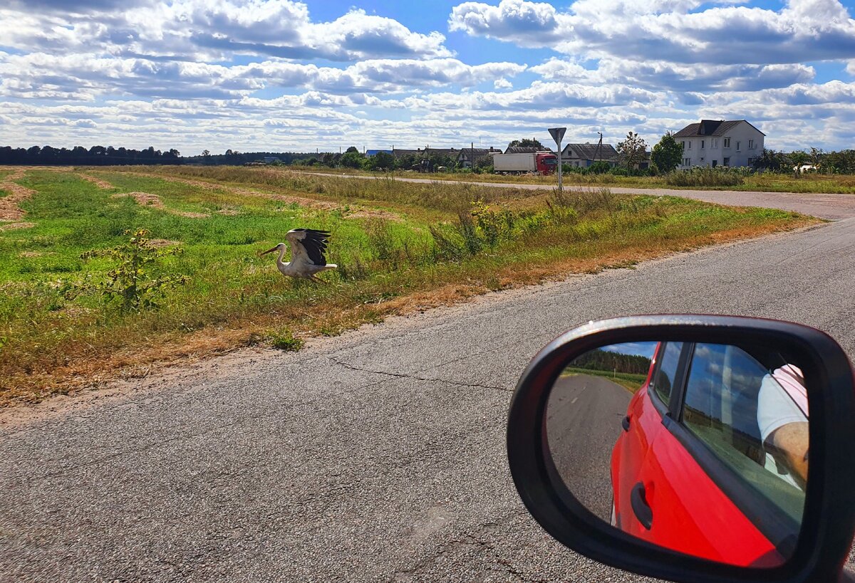 Нифига не  боятся. Потому что их тут никто не  обижает.