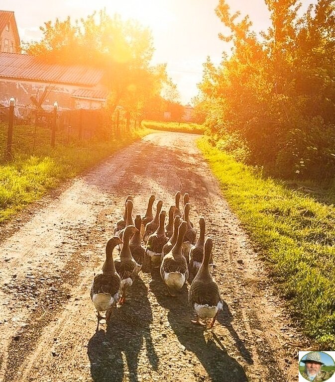 Гусиный строй