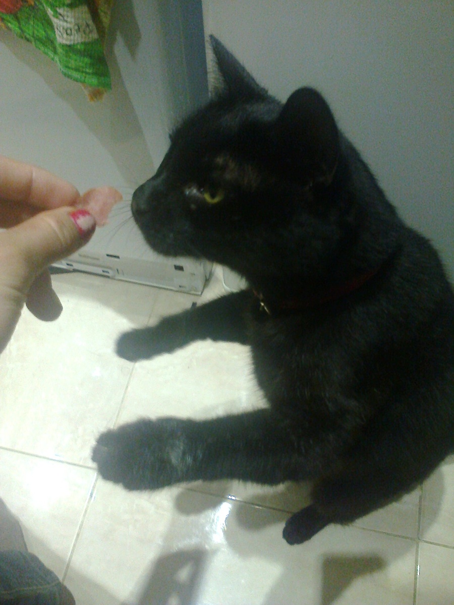 А вот и котяра