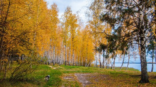 Нет, это всё-таки здорово, что мы живём в таком невероятно красивом месте! Спасибо нашим хаски, что изменили жизнь!