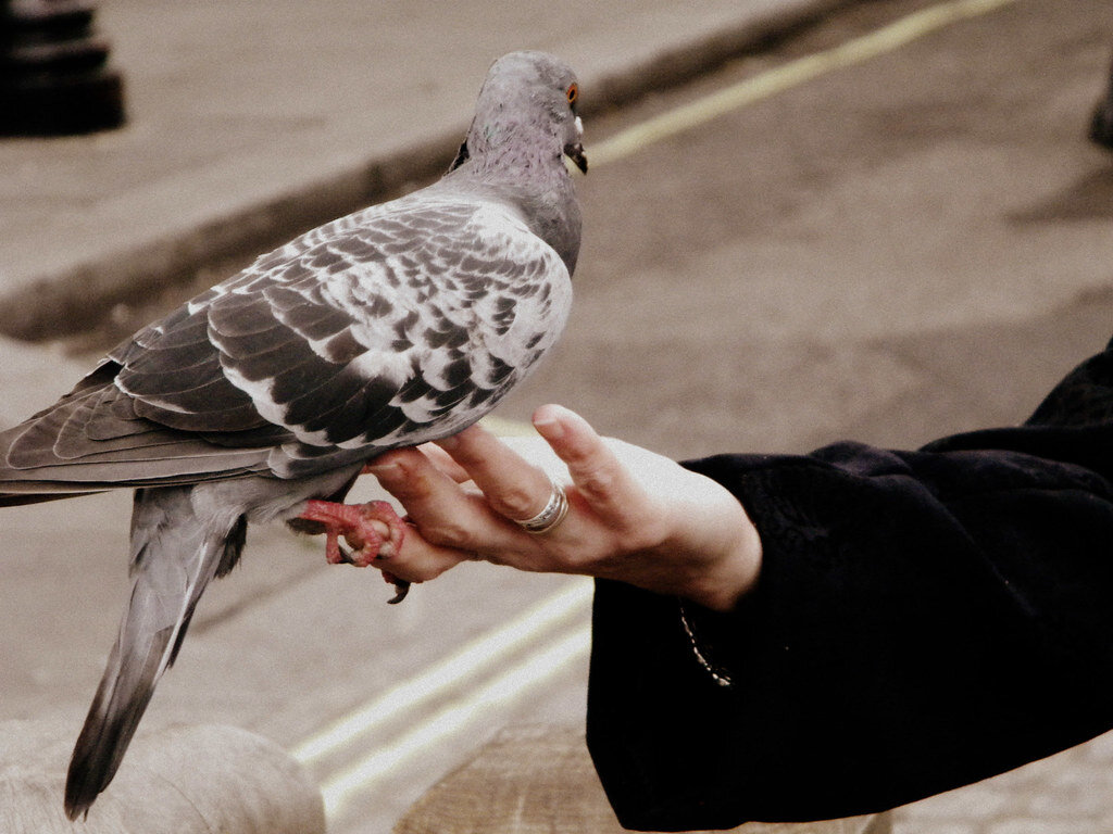 Заговоры при кормлении птиц (источник фото: https://flic.kr/p/8FxSMT) 