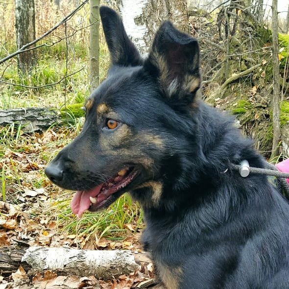 На фото Купер и он ищет дом. Телефон опекуна: 8-985-435-32-55