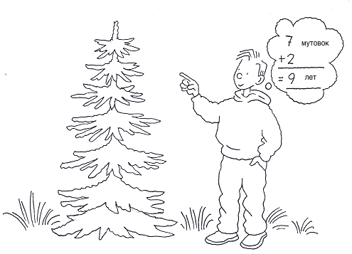 Как определить возраст ели?  Нужно посчитать количество мутовок - мест, откуда растут ветки, и прибавить к этому числу 2. 