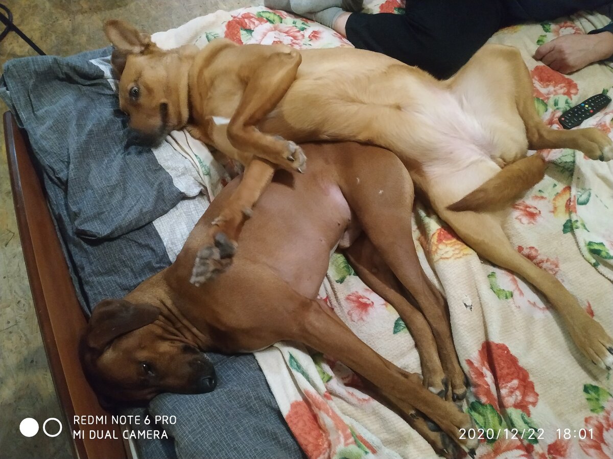 а вот собакам хоть бы хны!