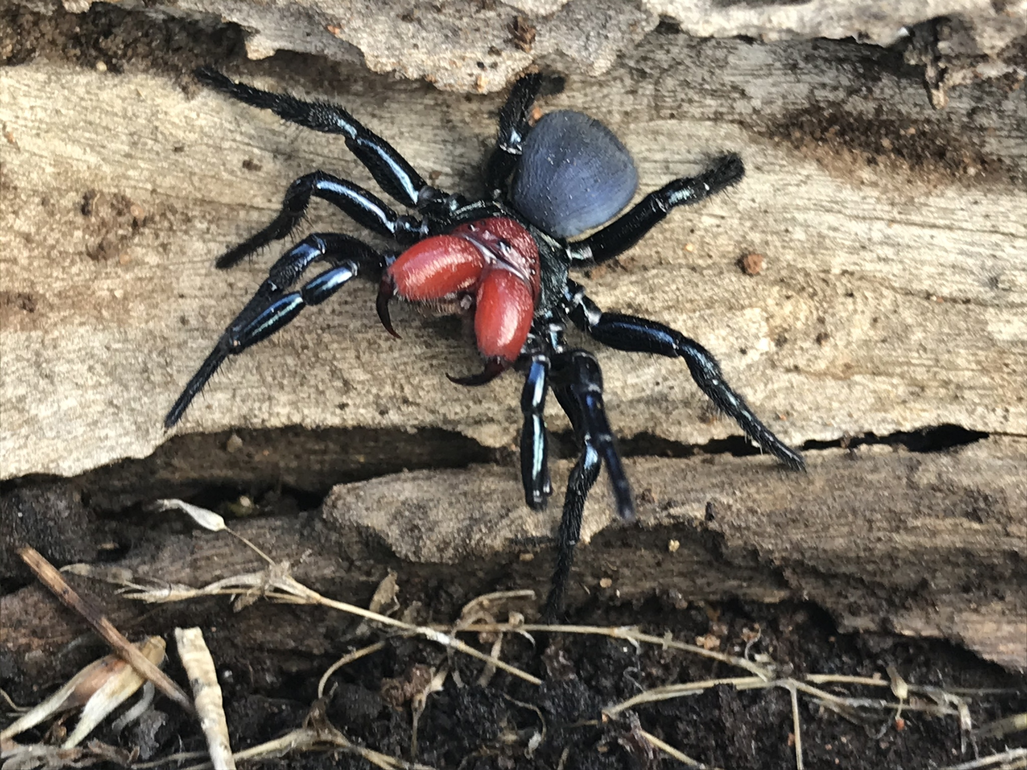 Австралия пауки. Missulena occatoria. Мышиный паук Missulena. Ядовитые пауки Австралии. Missulena tussulena.