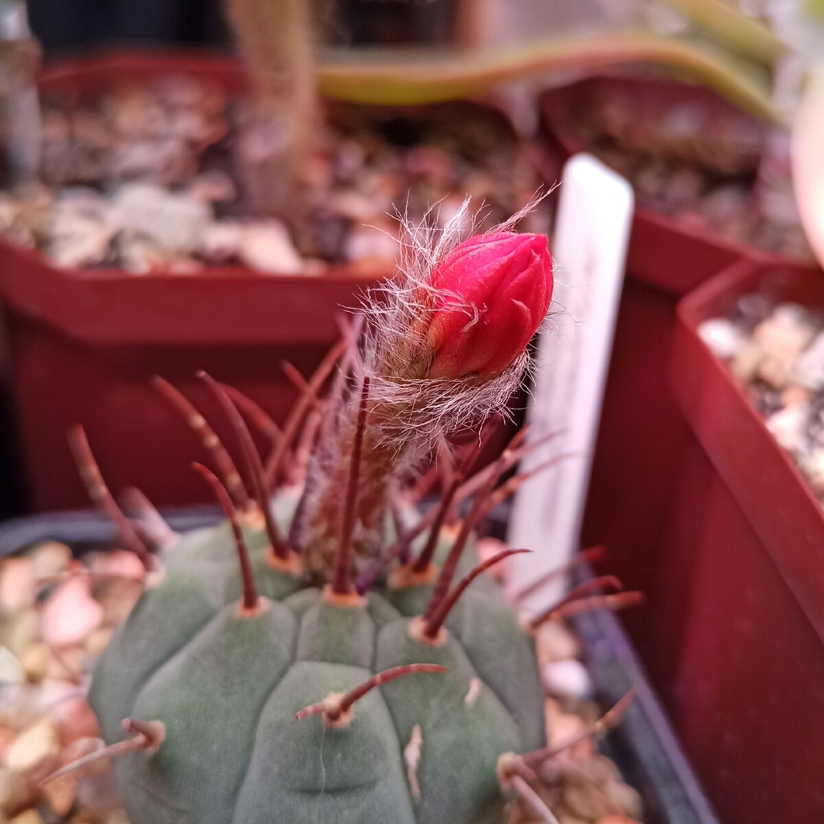 Фото от 25.12.2020