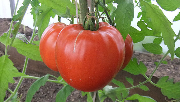 Минусинские бычки