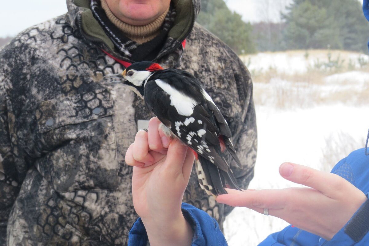 Дятла нужно уметь держать за лапы. А то заклюёт.