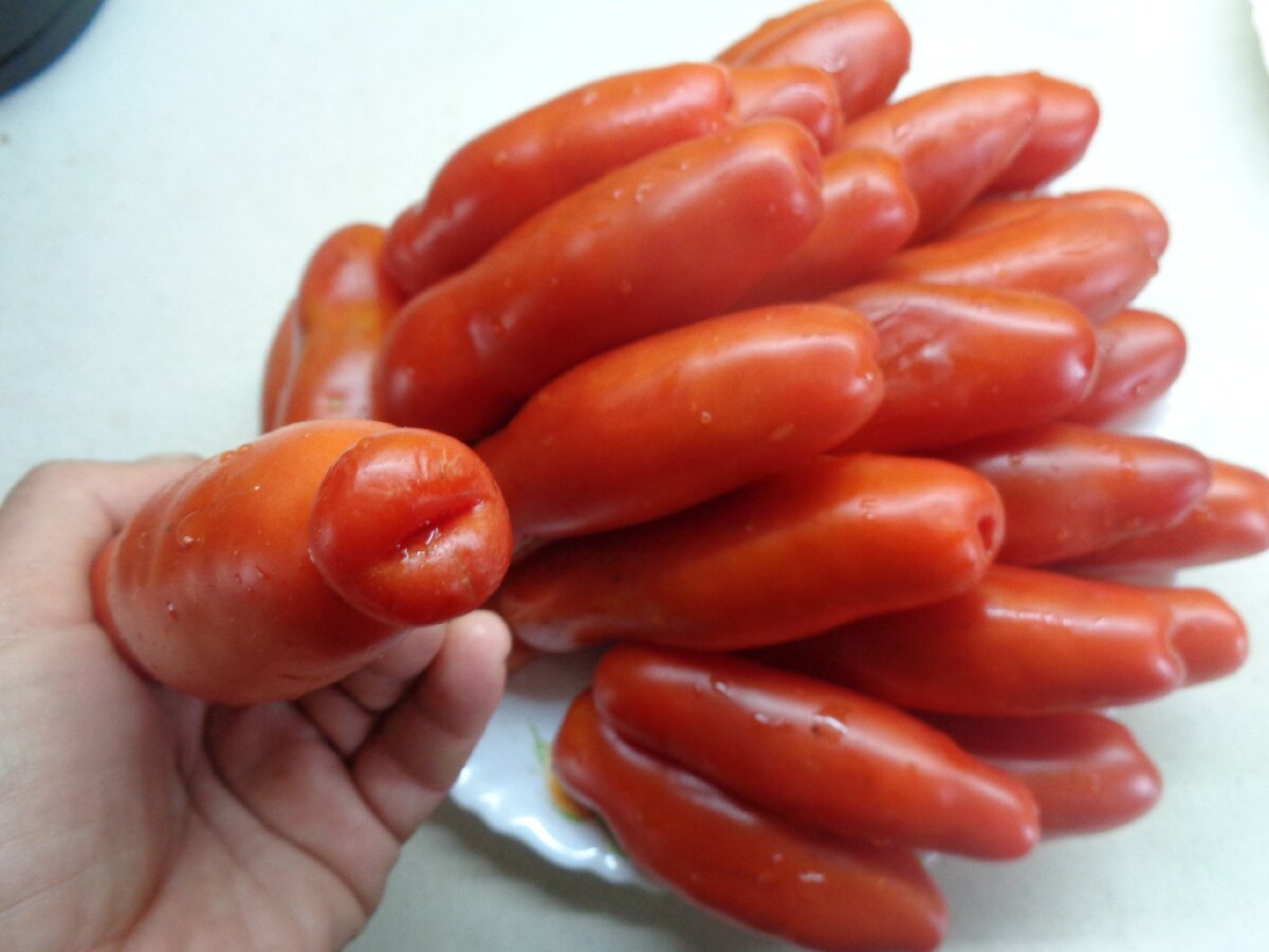 сорт томатов аурия отзывы фото