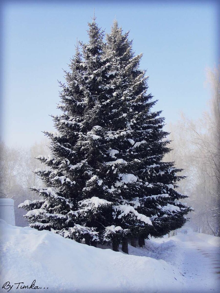 яндекс картинки