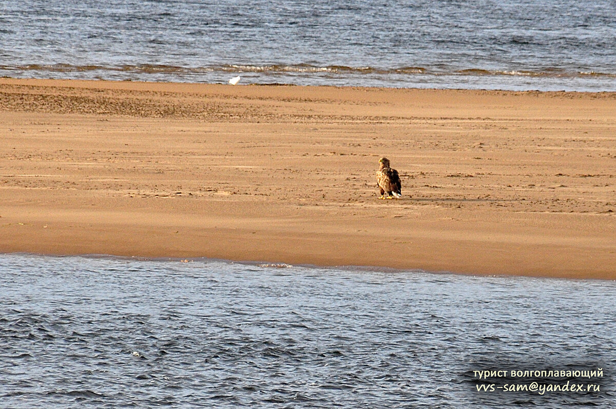 Эту птичку я определил как «орлан-белохвост». Нечёткий получился, далеко сидел. Фото 20.09.2019.