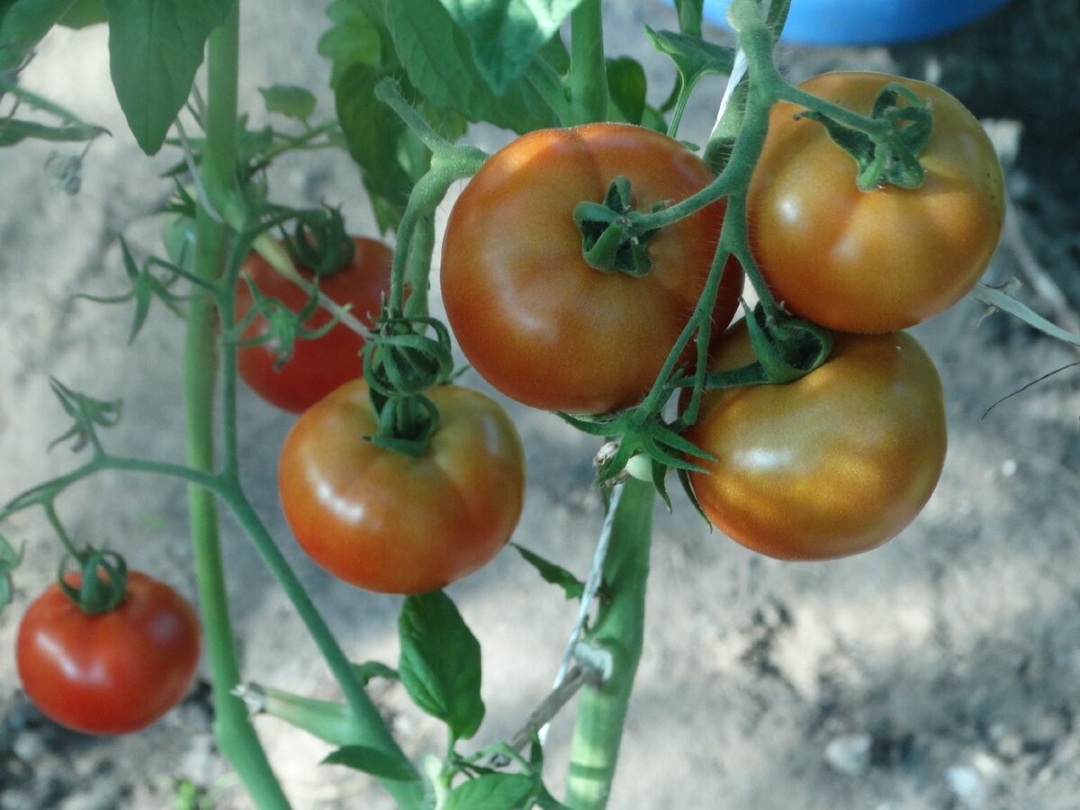 Из-за большого веса приходилось подвязывать каждую кисть по отдельности