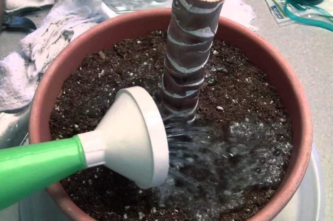 Не забывайте поливать свою пальму специальным раствором