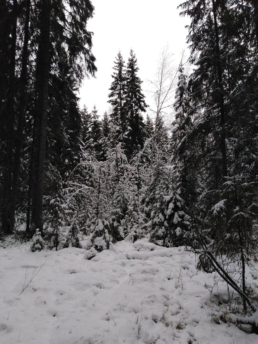 Снежные лес за моим участком