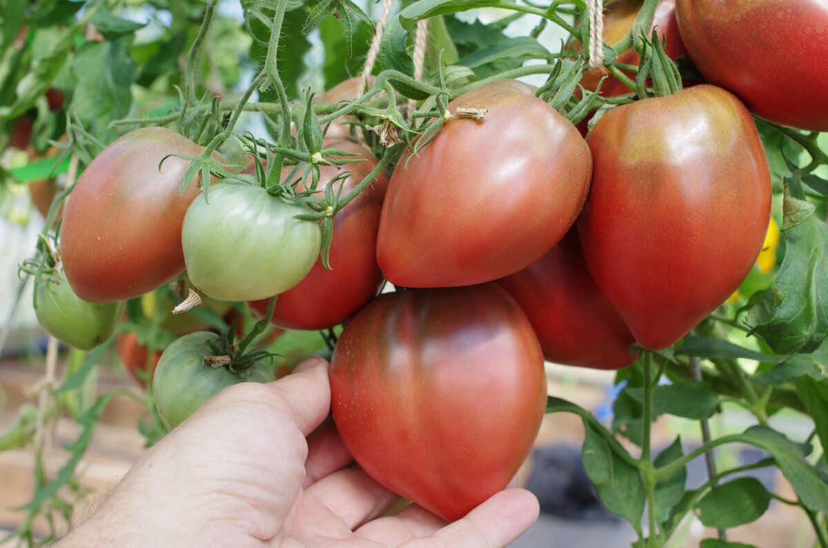 сорт томатов, сокровище инков. сорт томатов, сокровище инков. томат сокровище инков описание. томат сокровище инков f1. томат сокровище инков f1.