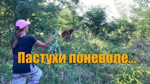 #14 Жизнь в деревне! Выгоняем коров из огорода! Маринуем помидоры на зиму